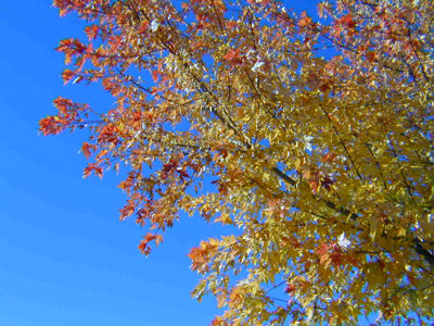 fall