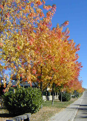 fall