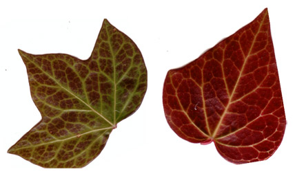 Fall leaves