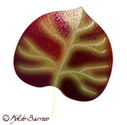 Leaf by Koldo Barroso